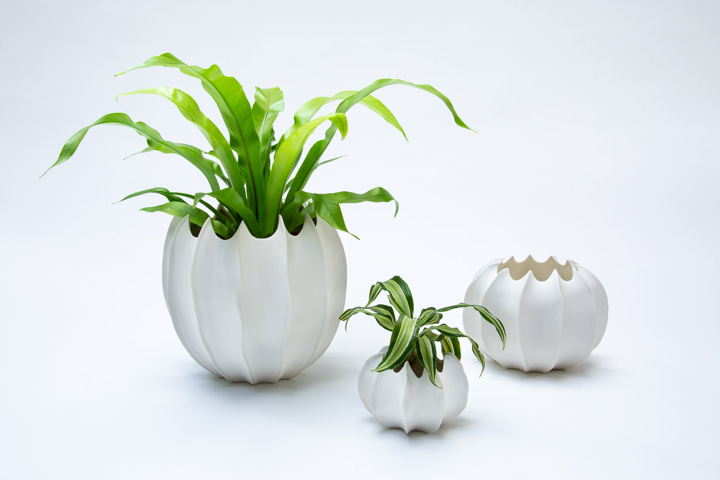 VASE AVA