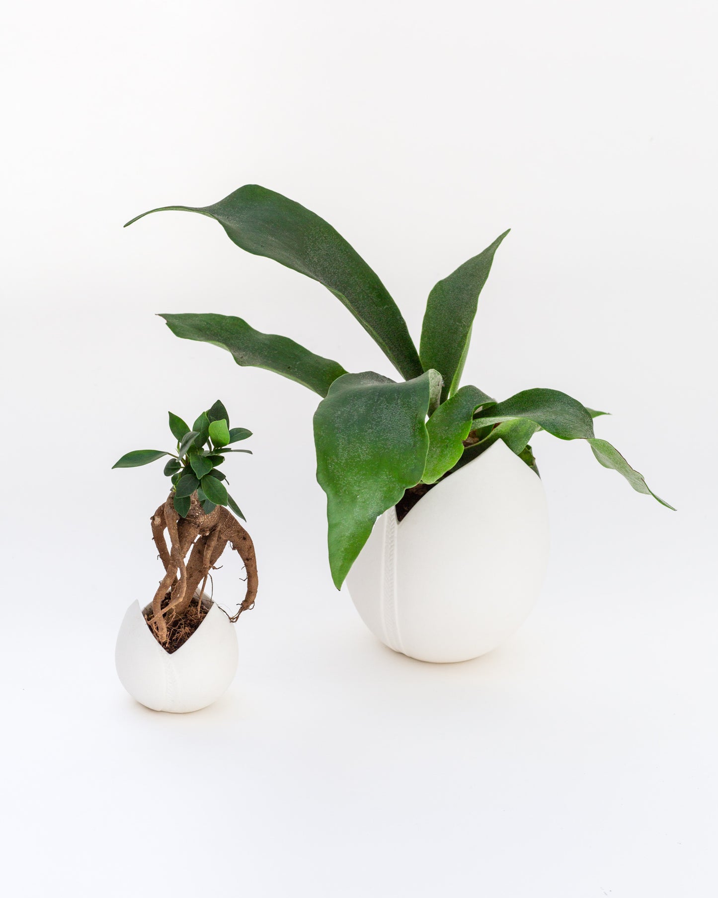 PHOTOPHORE TULIPE