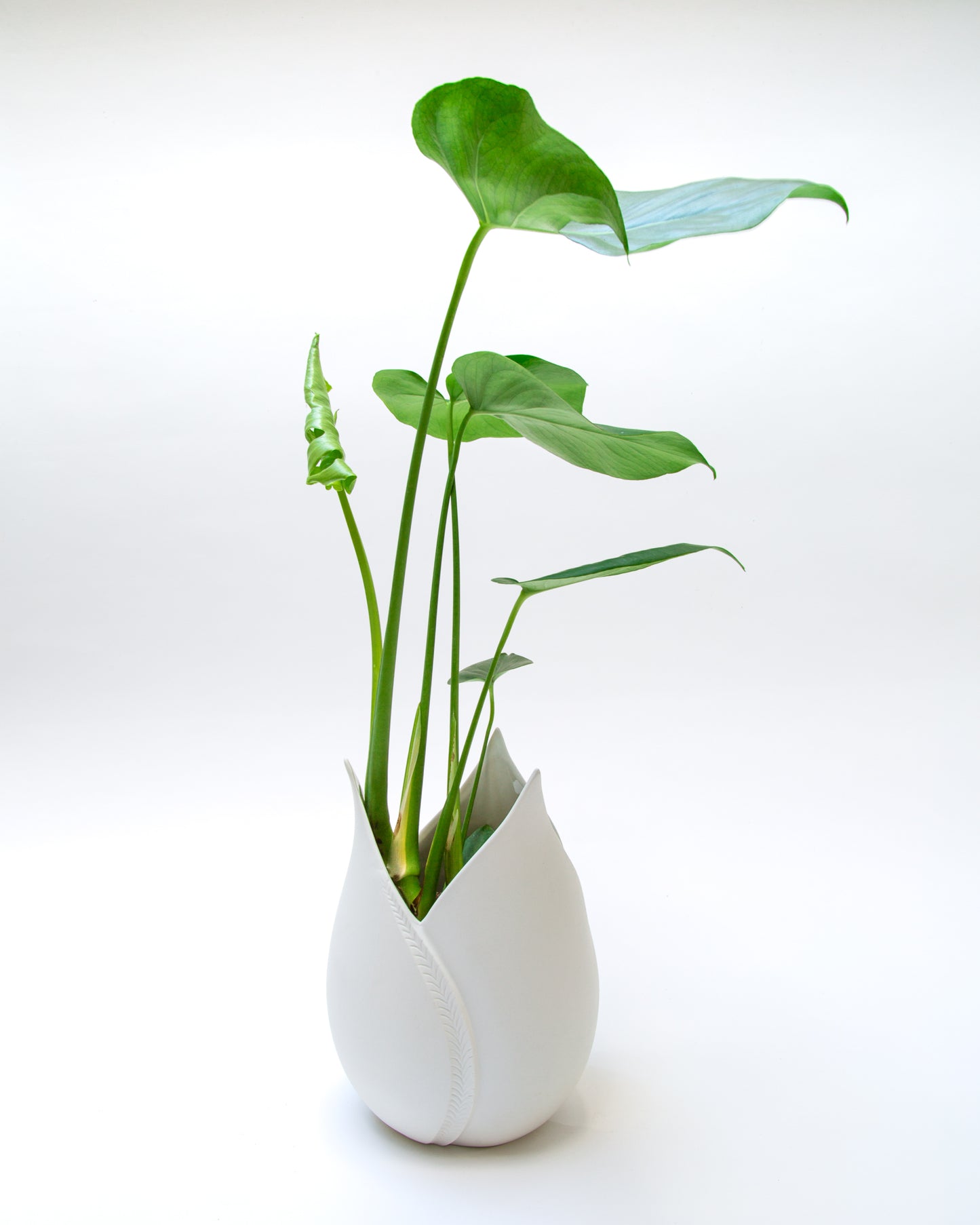 Tulipya vase H=29cm, D=20,5cm